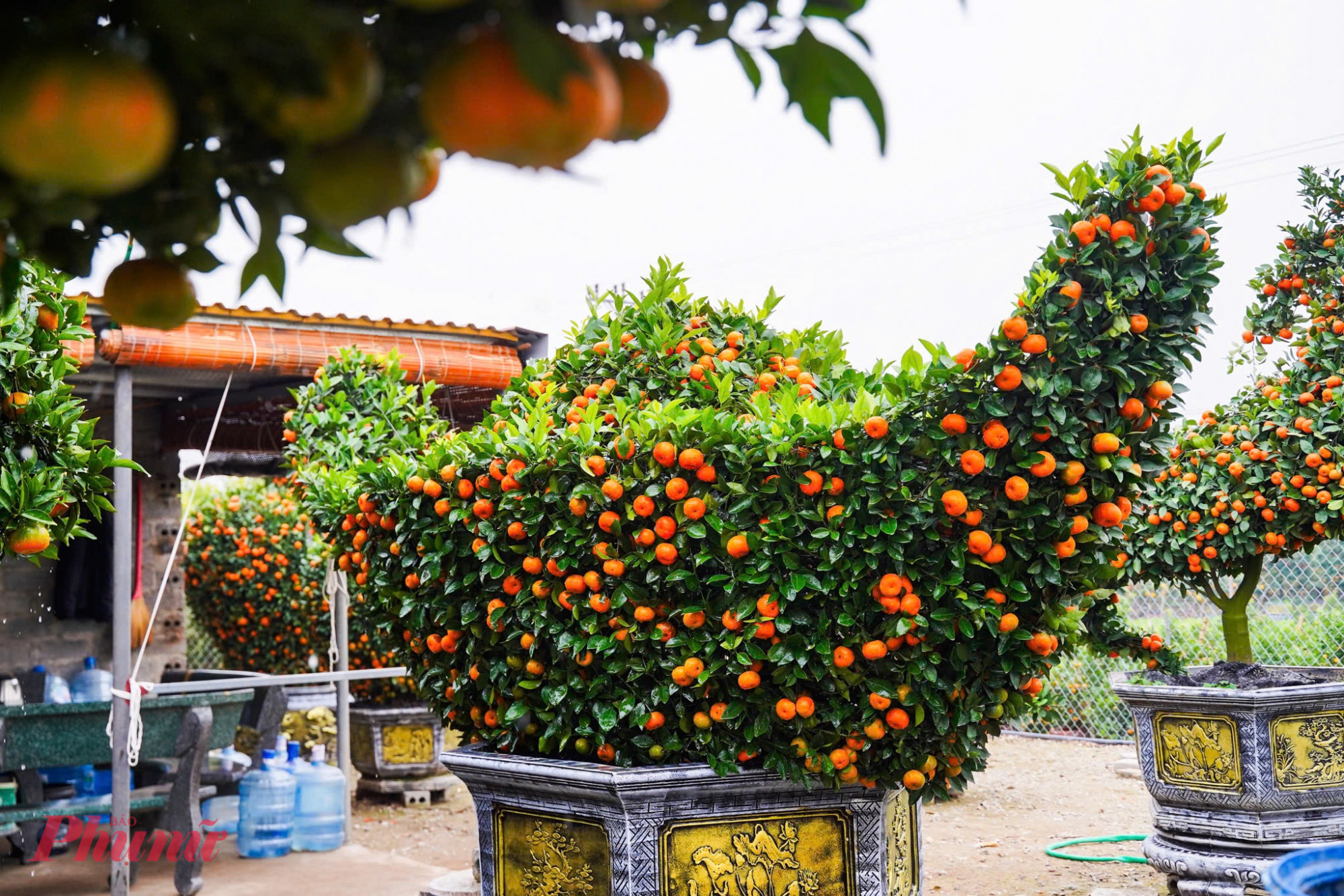 Quýt thỏi vàng: Biểu trưng cho sự sung túc, tài lộc, có giá dao động khoảng 6 triệu đồng/chậu.