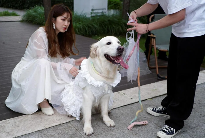 Một người chủ đang chuẩn bị cho lễ cưới thú cưng của mình