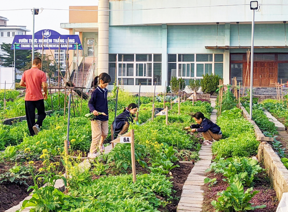 Học sinh Trường tiểu học - THCS - THPT Thăng Long (TP Hà Nội) thu hoạch rau xanh trong vườn thực nghiệm - ẢNH: M.T.