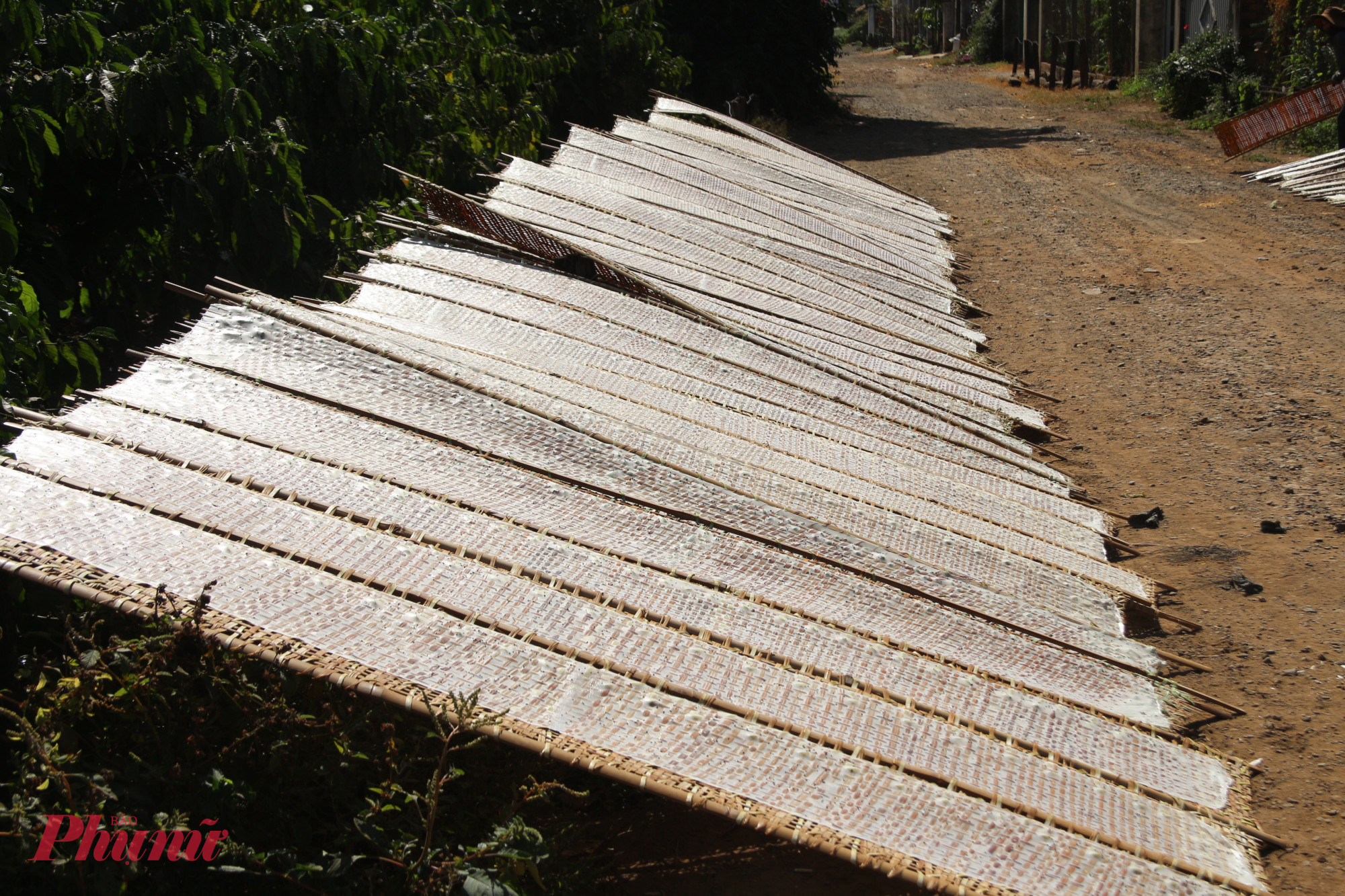 Những chiếc bánh mỏng nổ lách tách khi được phơi dưới nắng