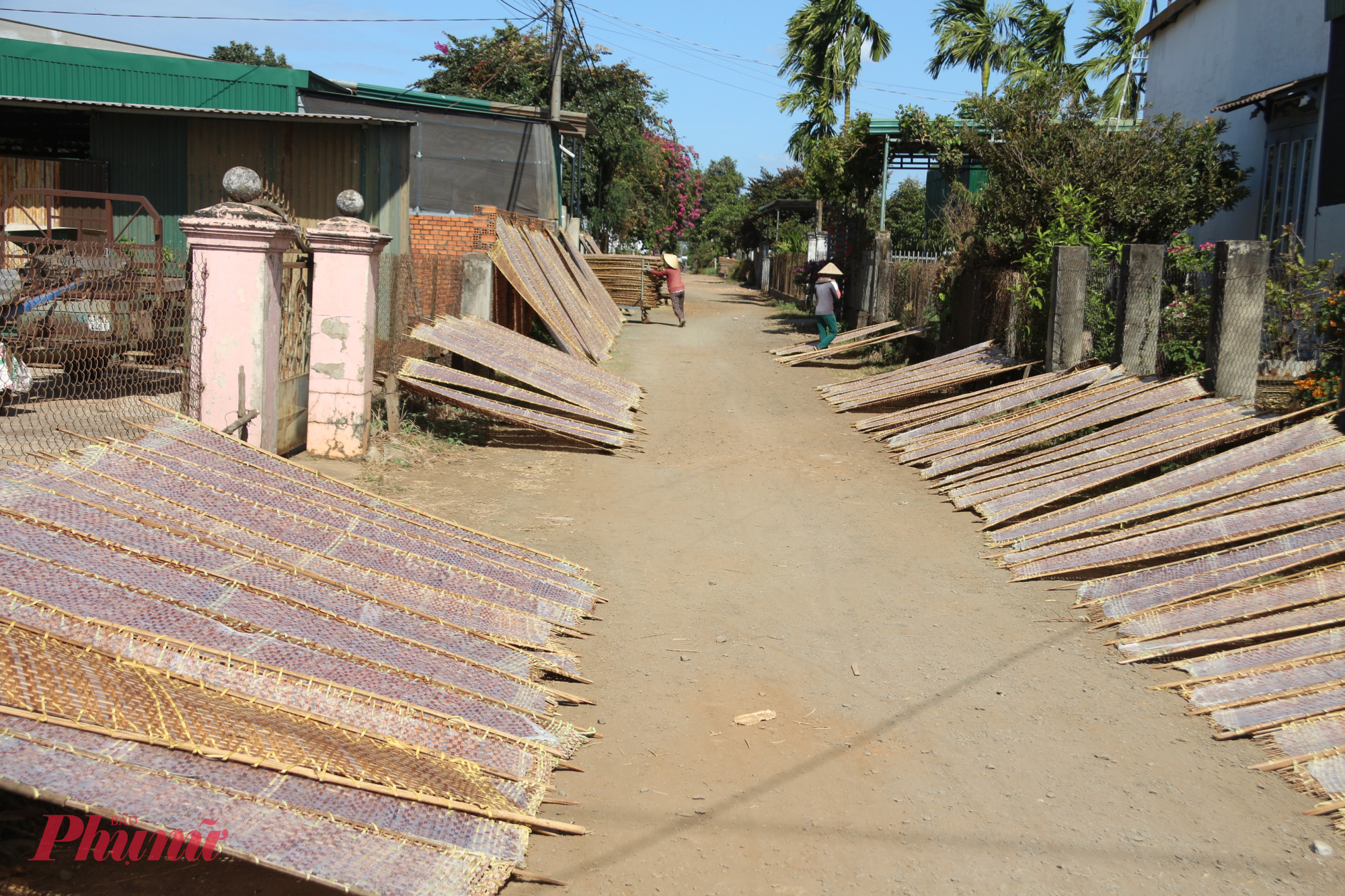 Những vỉ bánh tráng được dựng phơi khắp các các con đường