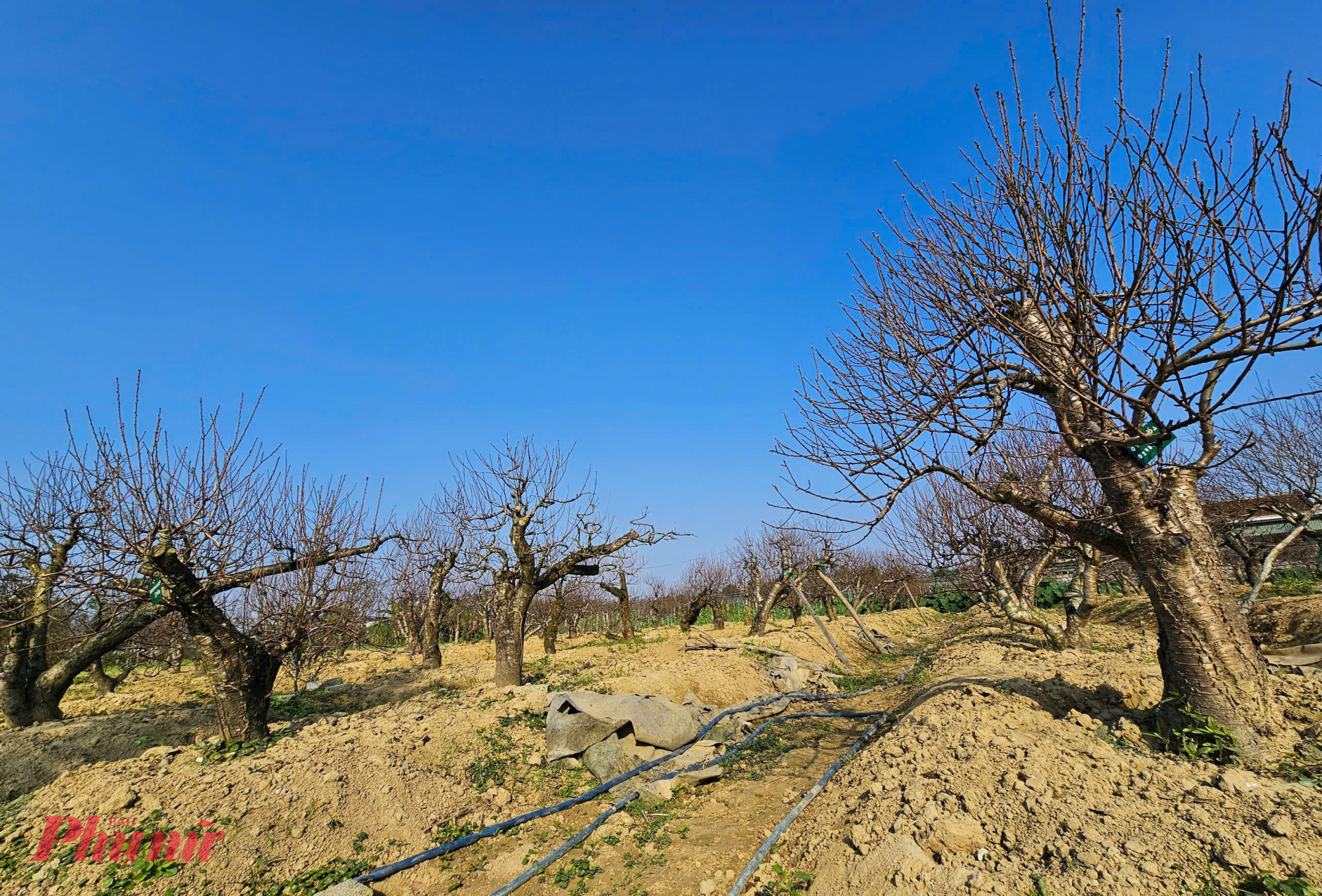 Vườn đào thế của anh Hoàn đã được xuống lá, chờ ngày bung nở đón tết