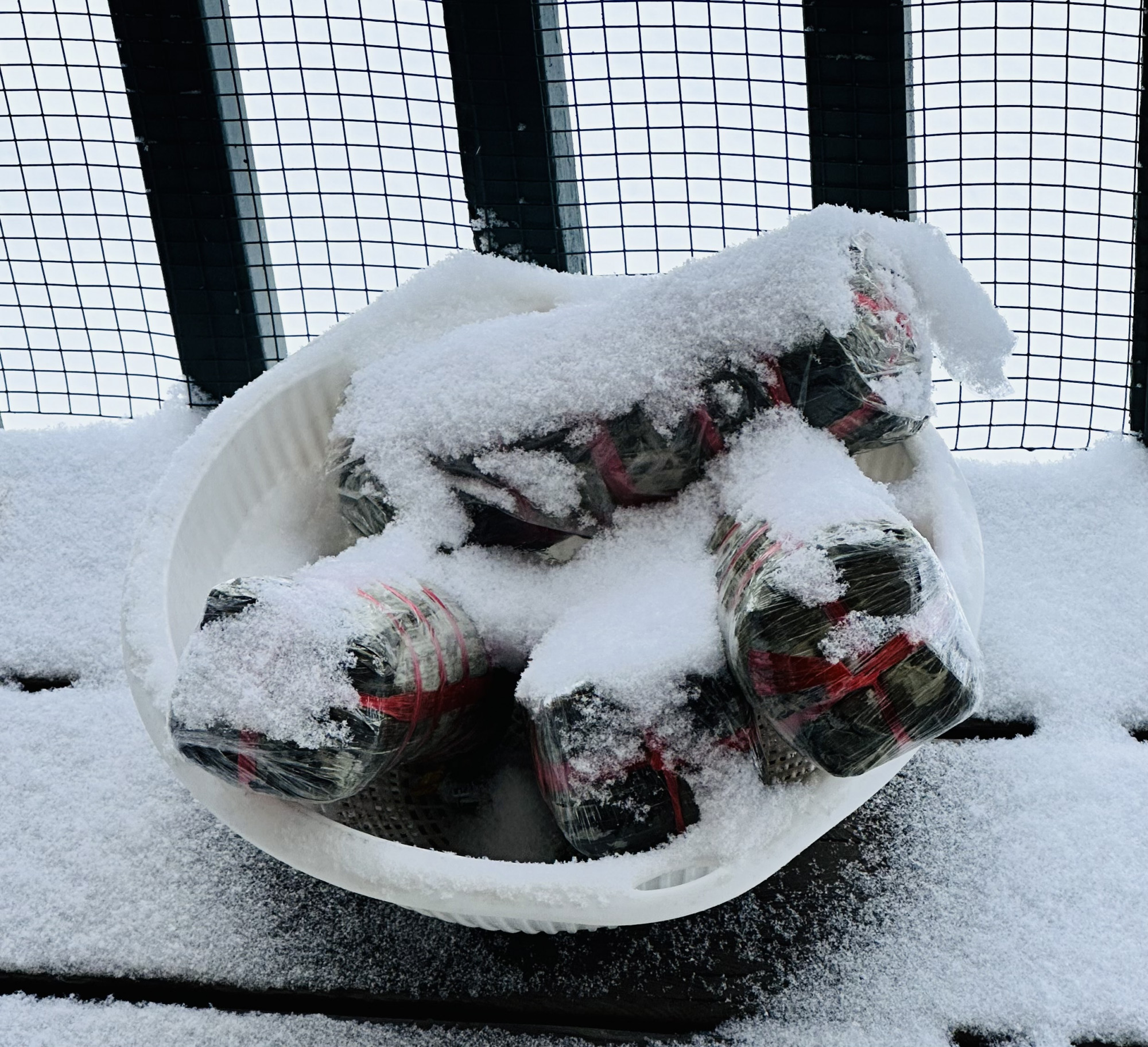 Nhìn mấy đòn bánh tét bị đóng băng lạnh ngắt lại nhớ những nồi bánh chưng, bánh tét nghi ngút khói đêm giao thừa ở quê hương (ảnh: tác giả cung cấp)