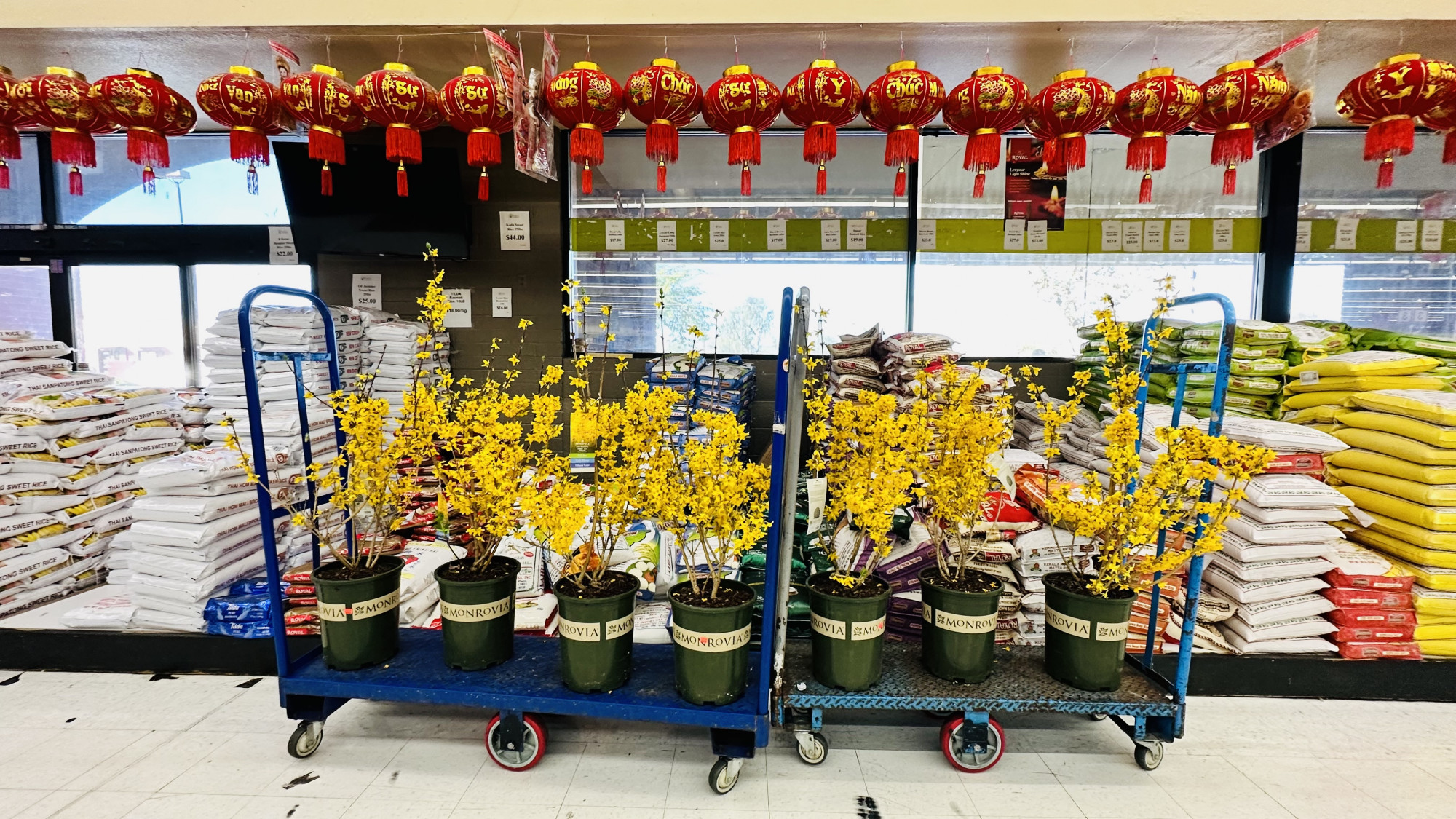 Nỗi nhớ Tết thường đến vào những khoảnh khắc như khi thấy người ta bán những cành mai trong chợ châu Á (ảnh: tác giả cung cấp)