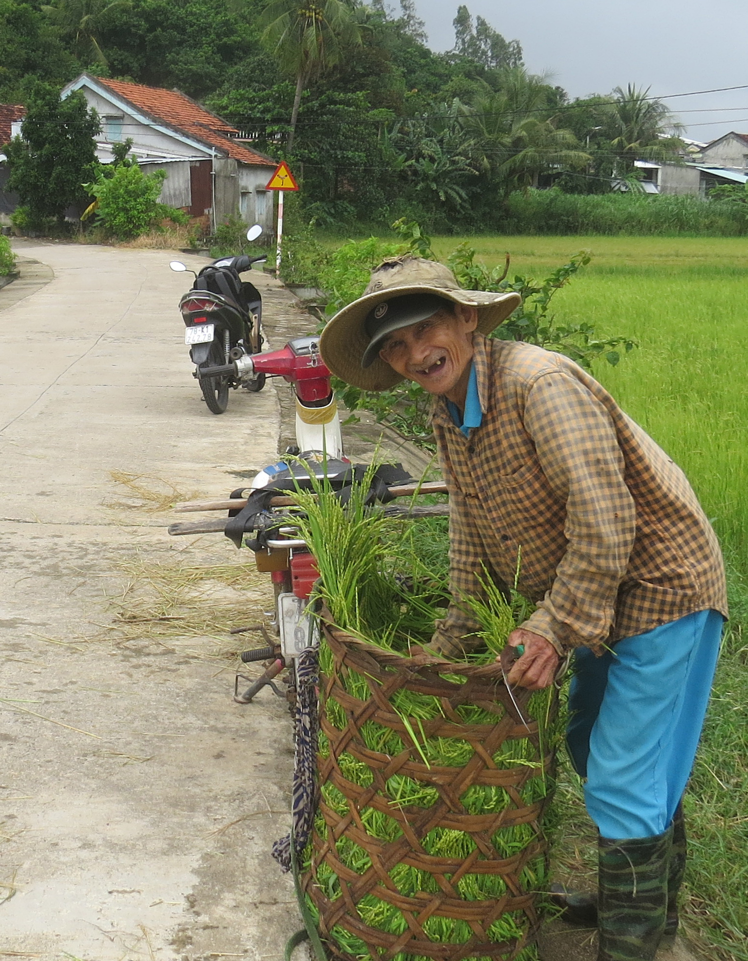 Trước đây bỏ ra 30 phút cắt cỏ trồng gánh cả gánh về cho bò ăn cả ngày, từ sau lũ đến nay mang giỏ ra ngồi “nạo” sát bờ ruộng suốt buổi không đầy giỏ cỏ- Ảnh: Mạnh Trâm Trân