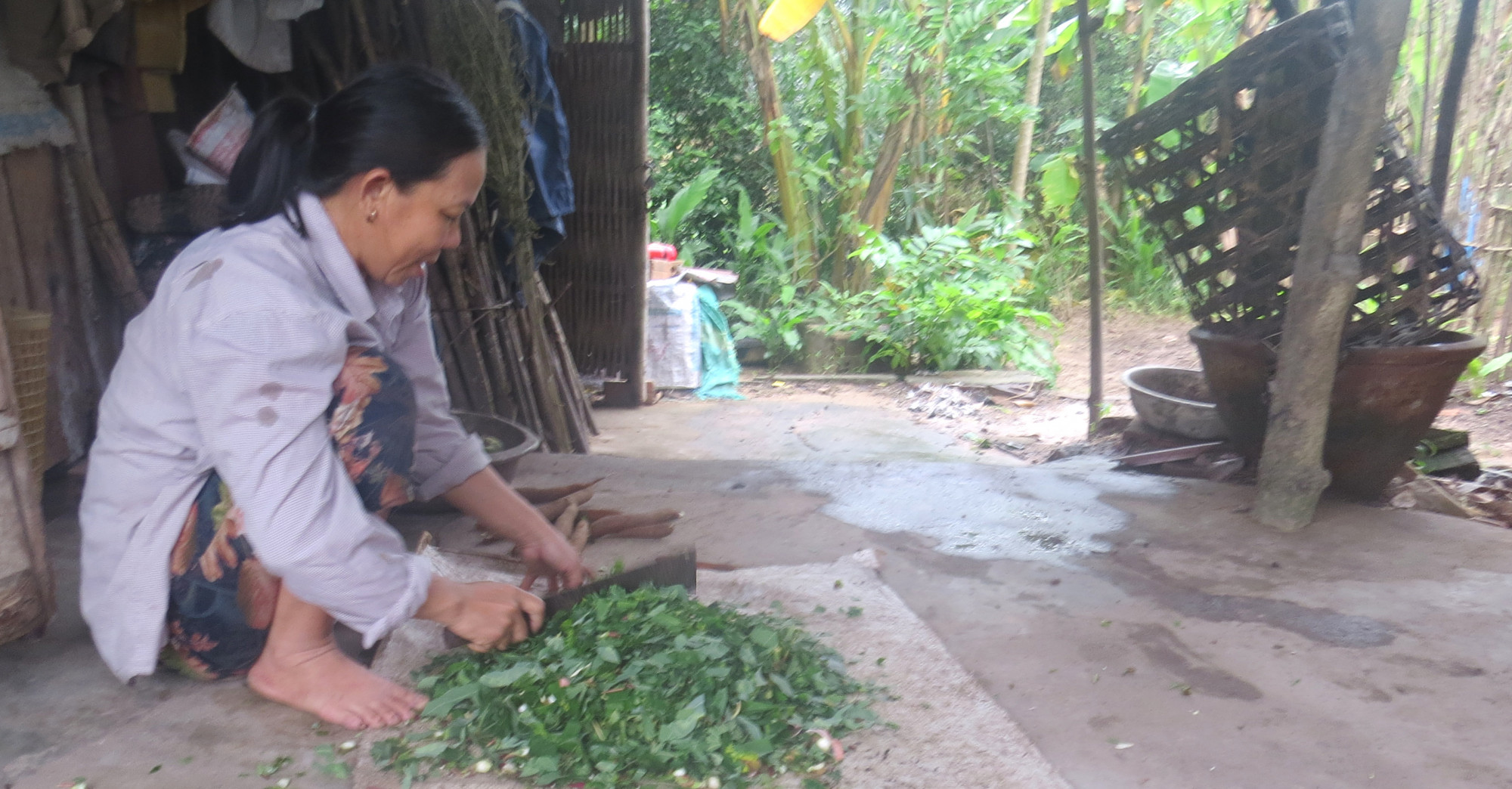 Bằm rau nấu cháo cho bò- Ảnh: Mạnh Trâm Trân