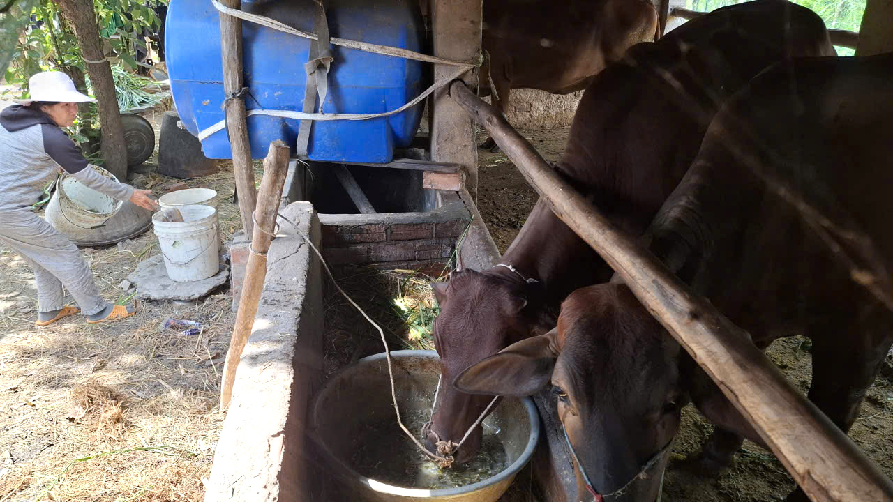 Để nâng cao thu nhập, nông dân chuyển đổi nuôi bò cỏ truyền thống sang nuôi bò lai 3B (Blanc Bleu Belge- BBB gọi tắt 3B), vỗ béo bằng cách nấu cháo cho bò ăn- Ảnh: Mạnh Trâm Trân