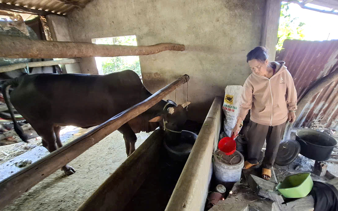 So với các giống bò lai sind khác, nuôi đúng sức mới phát, còn bò lai 3B nuôi lớn đến đâu bung đùi, đổ thịt đến đó nên nông chọn nuôi- Ảnh: Mạnh Trâm Trân