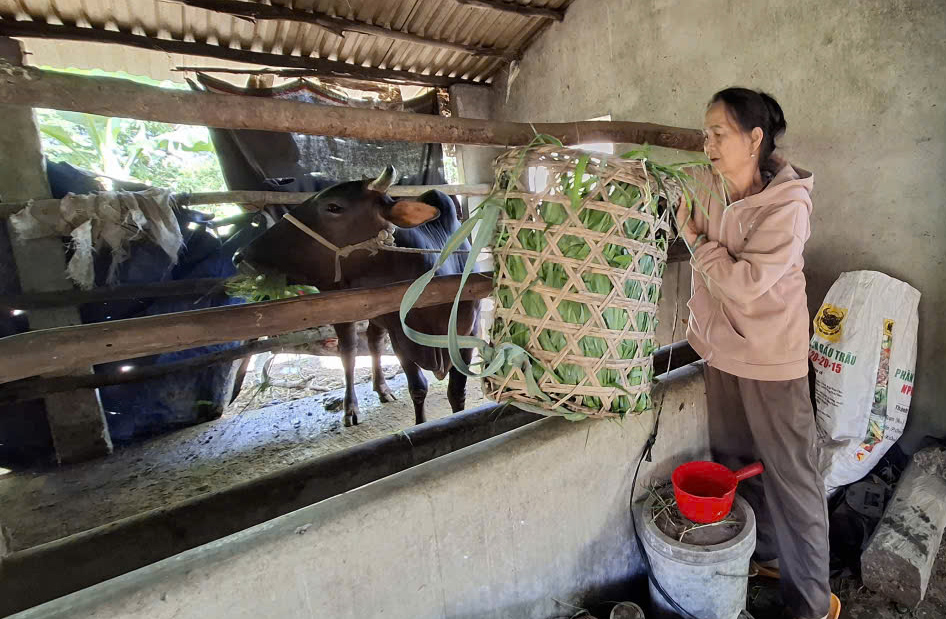 Tận dụng tận dụng cỏ rơm, rạ làm thức ăn cho bò bằng phương pháp nuôi truyền thống còn áp dụng phương pháp nuôi công nghiệp, bán công nghiệp với quy mô phù hợp bằng cách nấu cháo nuôi bò- Ảnh: Mạnh Trâm Trân