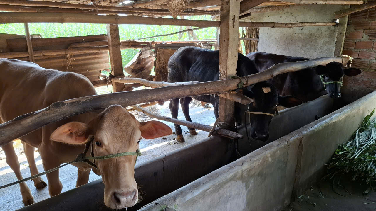 Chuồng trại luôn được cọ rửa sạch sẽ, đảm bảo môi trường thoáng mát nhằm tránh dịch bệnh cho đàn bò- Ảnh: Mạnh Trâm Trân