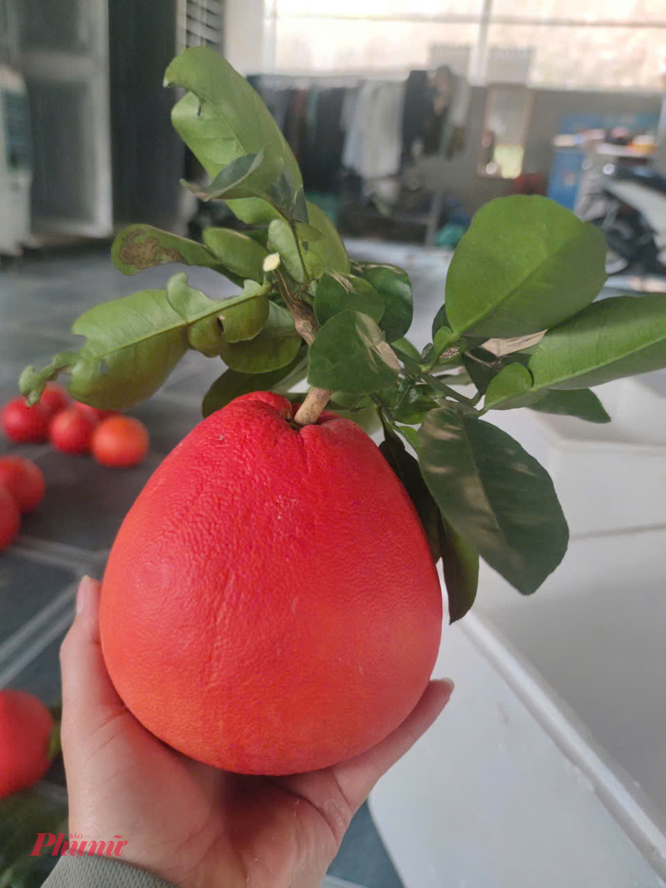 Bưởi đỏ tiến vua có giá từ 250.000 - 600.000 đồng/trái, tùy trọng lượng và được khách đặt cọc sớm để giữ size đẹp