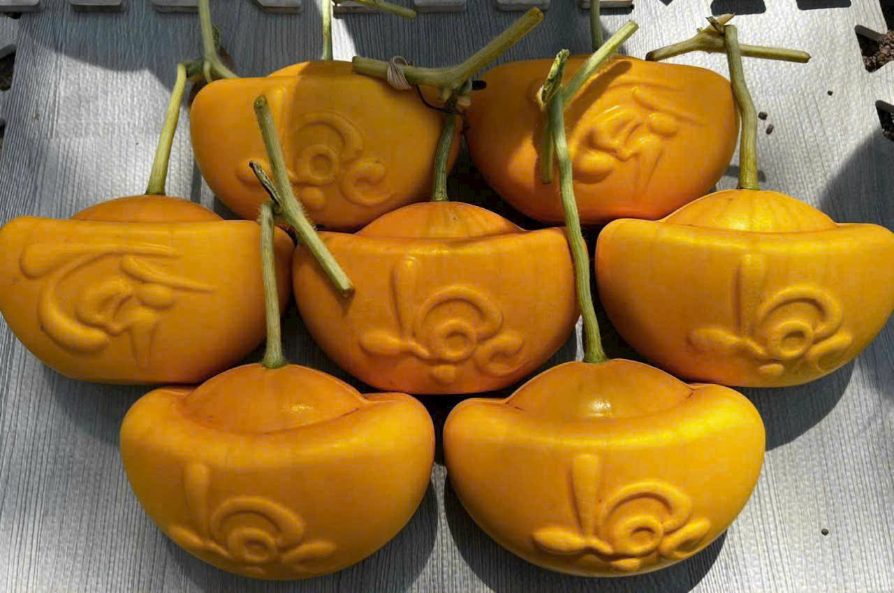 Xuất hiện vài năm trở lại đây, dưa hấu thỏi vàng nhanh chóng trở thành dòng trái chưng Tết được nhiều người ưa chuộng nhờ hình dáng lạ mắt, biểu tượng tài lộc. Tết 2026, sản phẩm này tiếp tục được khách đặt mua sớm để chưng bàn thờ hoặc biếu tặng.