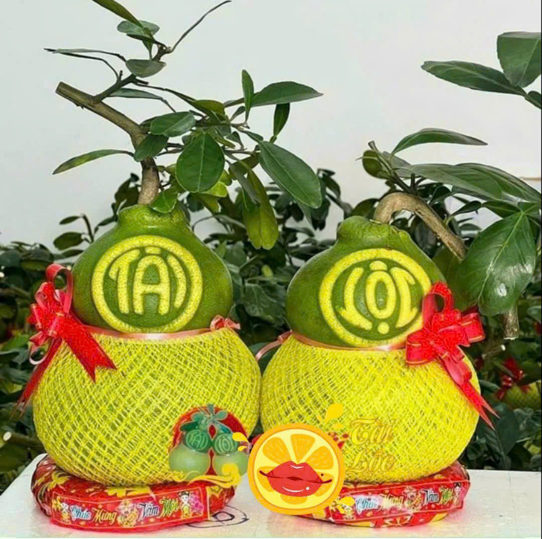 Bưởi hồ lô “Tài – Lộc” tiếp tục là mặt hàng chưng Tết được đặt mua sớm. Trên thị trường, bưởi hồ lô loại 1 (1,2–1,4kg/trái) có giá khoảng 1,2 triệu đồng/cặp. Loại đặc biệt, trái lớn hơn (1,4–1,6kg/trái), chữ nổi rõ, da xanh, cuống lá tươi, giá khoảng 1,5 triệu đồng/cặp. Riêng dòng siêu VIP, trọng lượng từ 1,6kg/trái trở lên, được nhiều khách đặt chưng nhà và biếu Tết, giá khoảng 1,8 triệu đồng/cặp.