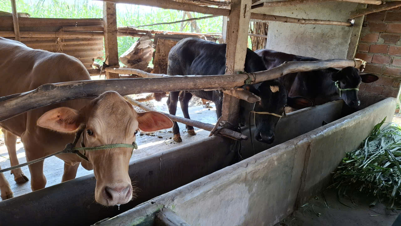 Ở vùng nông thôn, trâu bò là tài sản lớn nhất, là “đầu cơ nghiệp”- Ảnh: Mạnh Trâm Trân