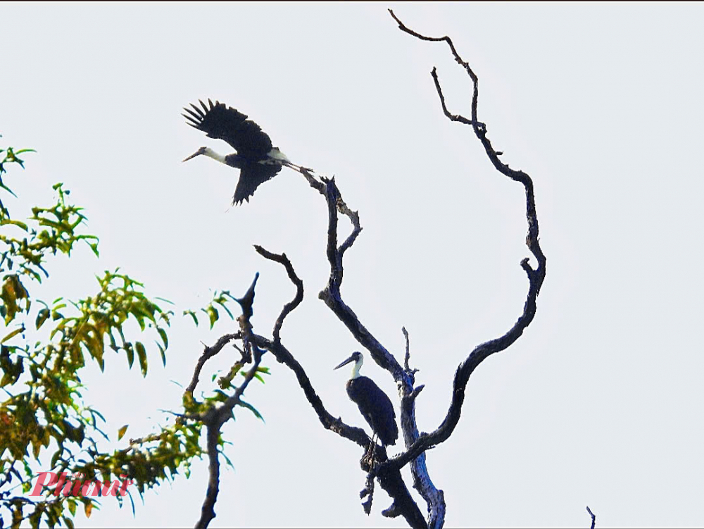 Đây cũng là thời điểm lý tưởng mà những người yêu thiên nhiên, yêu chim có thể ngắm nhìn và săn ảnh được nhiều loài chim nhất.