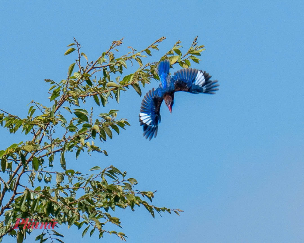 Từ giữa tháng 2 đến cuối tháng 4 là mùa sinh sản của các loài chim sinh sống trong hệ sinh thái rừng khộp ở Vườn quốc gia Yok Đôn. 