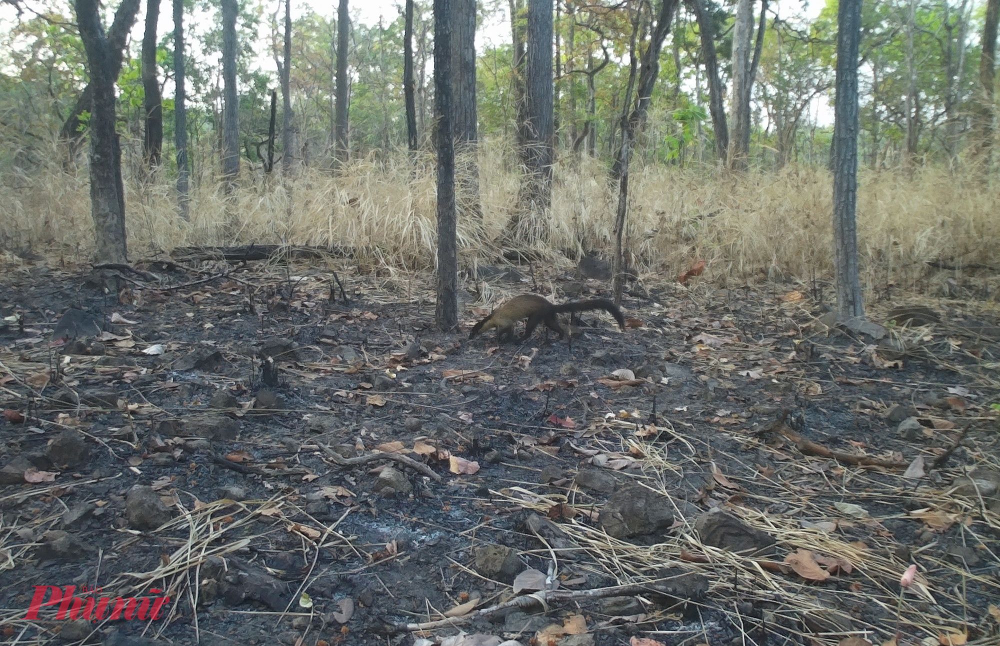 Chồn họng vàng. 