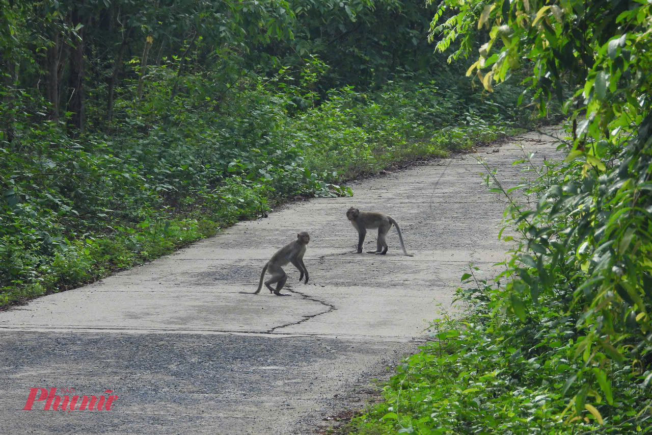Trong số các loài động vật này, một số loài bò sát quý hiếm được đưa vào sách đỏ Việt Nam như: nai Cà Toong, bò xám, bò tót, bò rừng, trâu rừng, báo, hổ, công, gà lôi, gà lôi (hông tía), sóc bay, hồng hoàng, cá sấu nước ngọt..