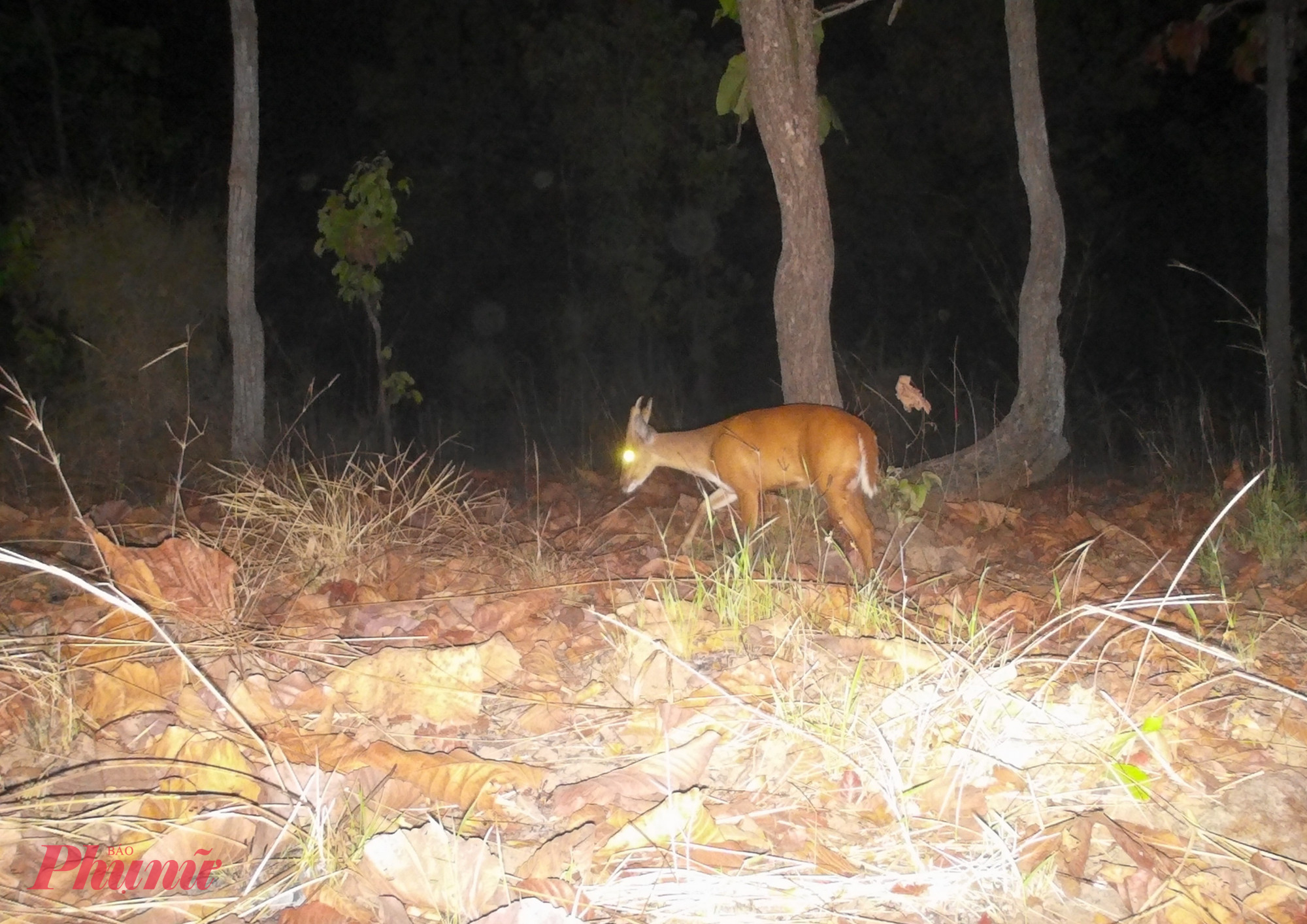 Cá thể mang lang thang kiếm ăn trong rừng. 