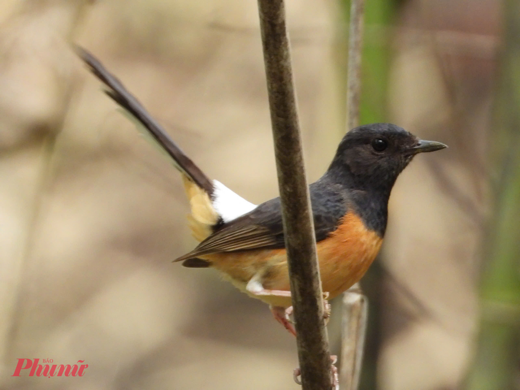 Đặc biệt, trong hơn 370 loài chim sinh sống tại Vườn quốc gia Yok Đôn, có những loài chim đặc hữu của rừng khộp. 
