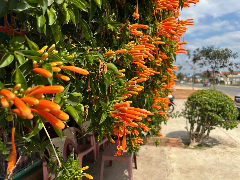 Cận cảnh những chùm hoa xác pháo (hay còn gọi là hoa chùm ớt) hình ống dài, mọc thành từng chùm dày đặc đan xen cùng sắc lá xanh. Loài hoa này thường nở rộ từ tháng 1 đến tháng 4 hàng năm, thu hút đông đảo ong mật và bướm về hút mật, tạo nên vẻ đẹp sống động cho căn nhà gỗ giữa lòng cao nguyên.