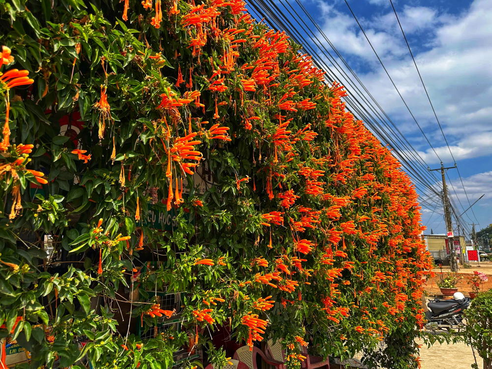 Từ góc nhìn bên hông, bức rèm hoa rủ xuống mềm mại che kín mảng tường gỗ, tạo nên một không gian tách biệt với sự ồn ào của xe cộ trên đường. Dù lượng khách ghé thăm mỗi ngày rất đông, gia đình chủ nhà vẫn duy trì việc mở cửa tham quan miễn phí và nhắc nhở mọi người giữ gìn trật tự, không ngắt hoa bẻ cành. Sức hút của ngôi nhà không chỉ nằm ở vẻ đẹp thiên nhiên mà còn ở tấm lòng hiếu khách của người dân địa phương.