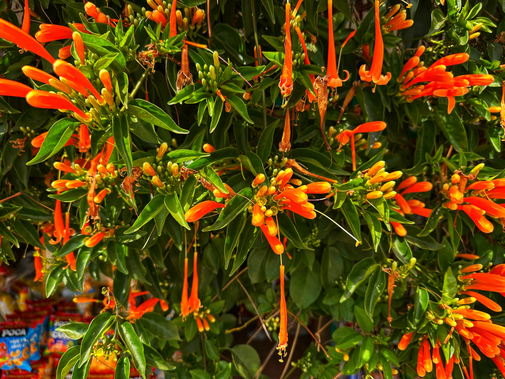 Những chùm hoa chùm ớt hình ống dài, mọc thành từng chùm dày đặc đan xen cùng sắc lá xanh. 