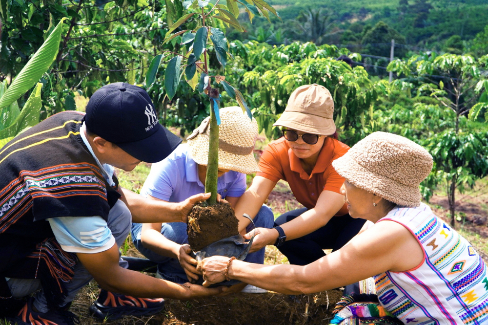 Nông dân tỉnh Lâm Đồng trồng xen cây ăn trái trong rẫy cà phê - Ảnh: T.B.