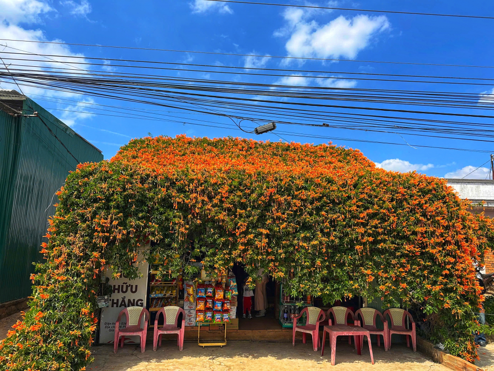 Toàn cảnh tiệm tạp hóa nhỏ tại xã Gia Hiệp, huyện Di Linh (Lâm Đồng) bị nhấn chìm bởi sắc cam rực rỡ của giàn hoa chùm ớt đang kỳ nở rộ. Giàn hoa được chủ nhân chăm sóc tỉ mỉ suốt 17 năm qua, tạo thành một mái vòm tự nhiên khổng lồ bao phủ toàn bộ không gian mặt tiền.