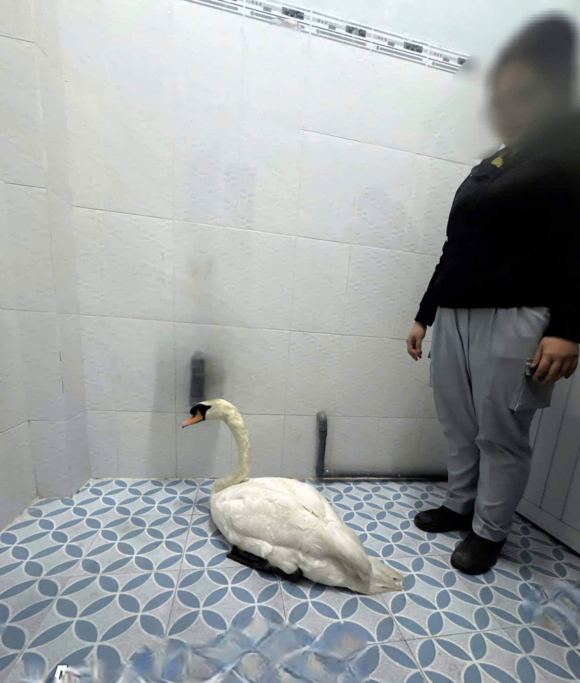 Thiên nga trắng được chăm sóc lúc được giải cứu - Ảnh: CA