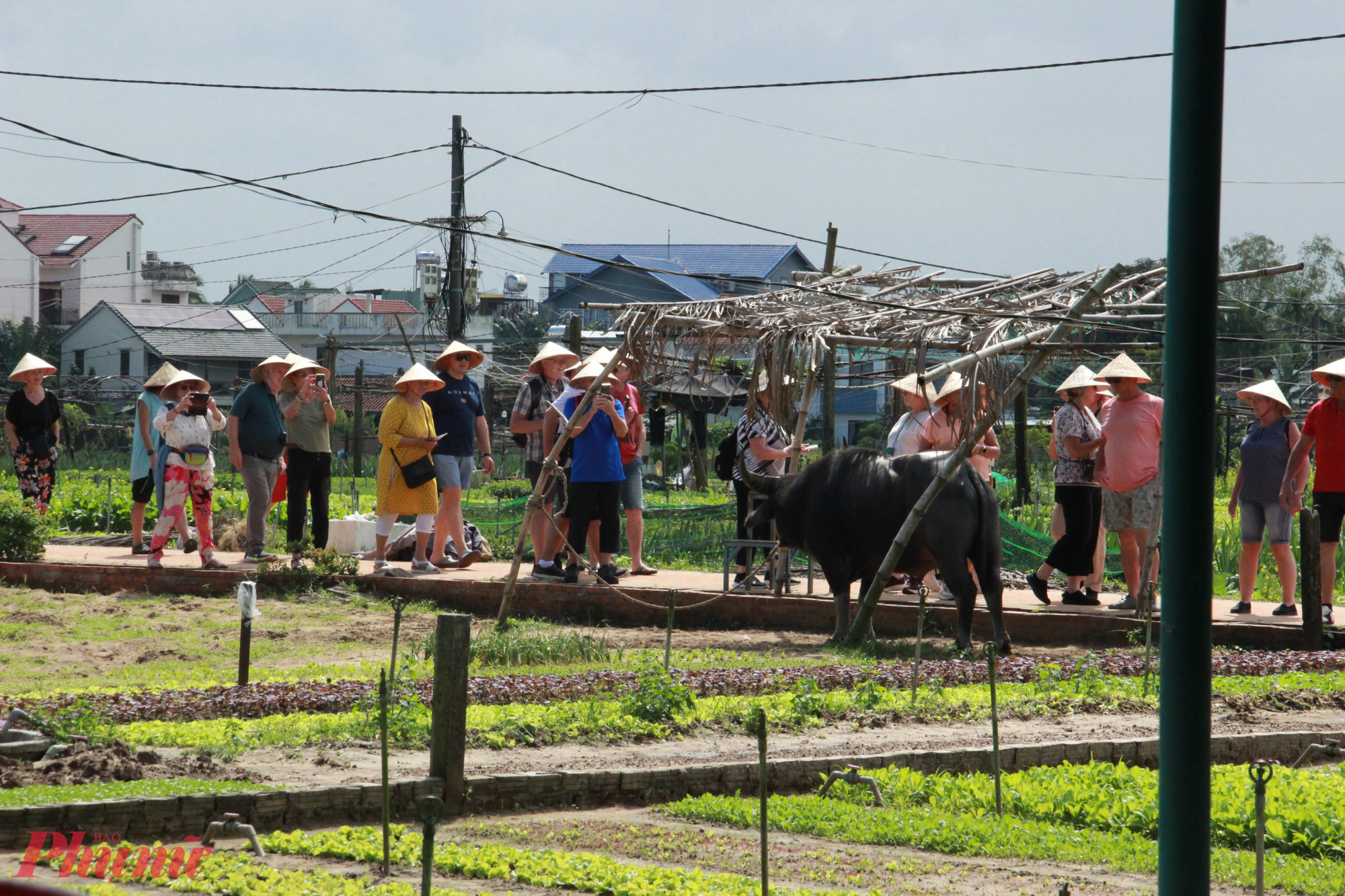 Sắc xuân những ngày cuối năm ở làng rau Trà Quế, Hội An_Ảnh: Lê Đình Dũng.