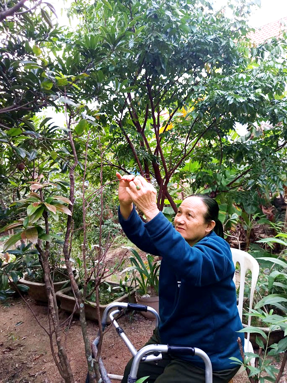 Mẹ tác giả tỉ mẩn lặt lá mai ngoài vườn