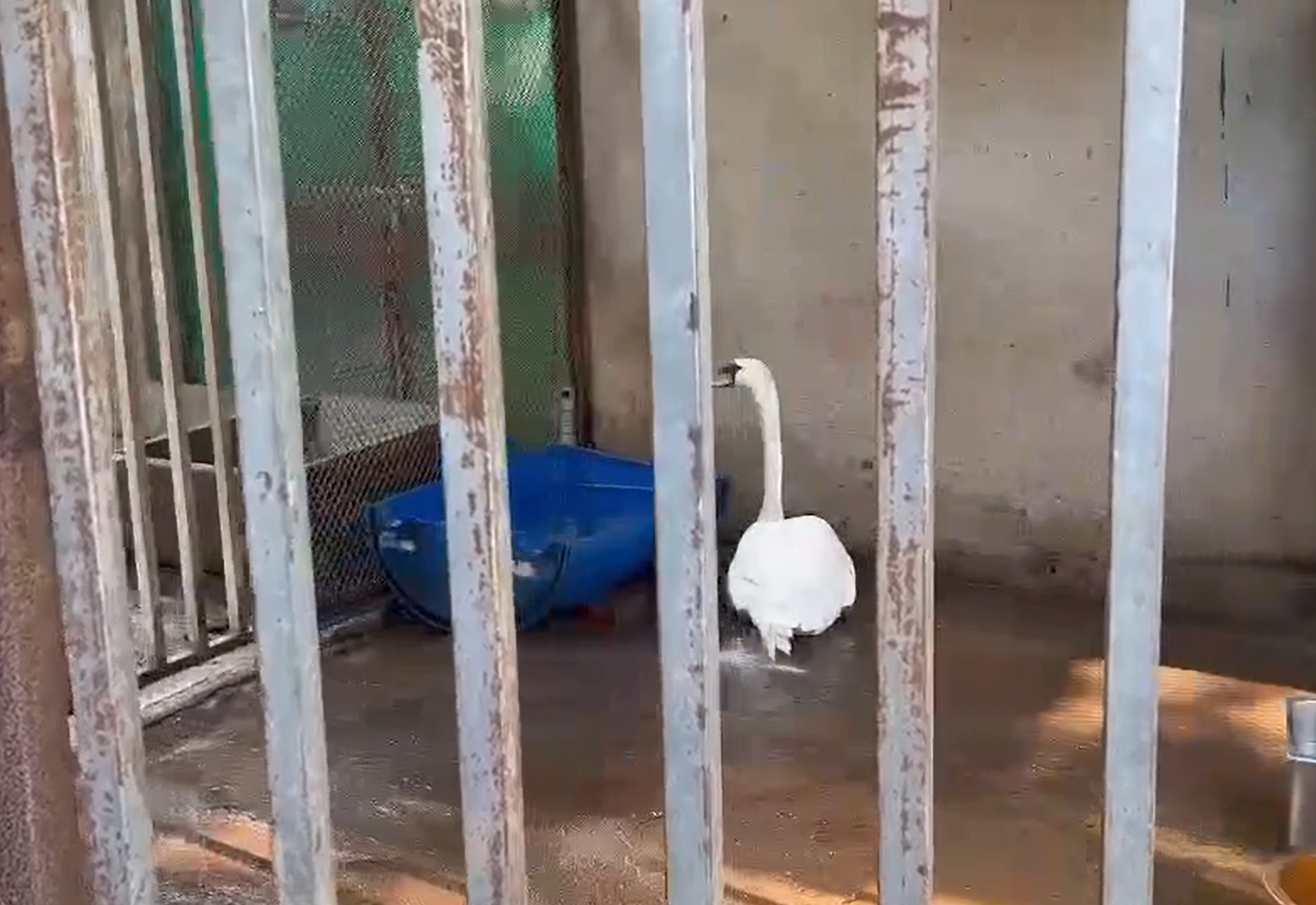 Hiện con thiên nga được nuôi nhốt riêng để theo dõi sức khỏe sau khi trải qua cú sốc bị trộm - Ảnh: Thảo Cầm Viên