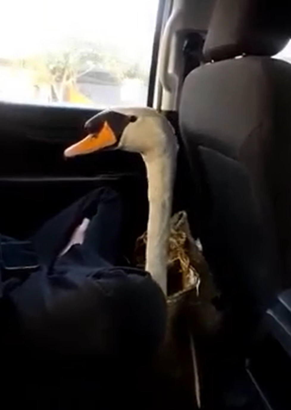 Con thiên nga được giải cứu sau khi bị trộm bán xuống Cần Thơ