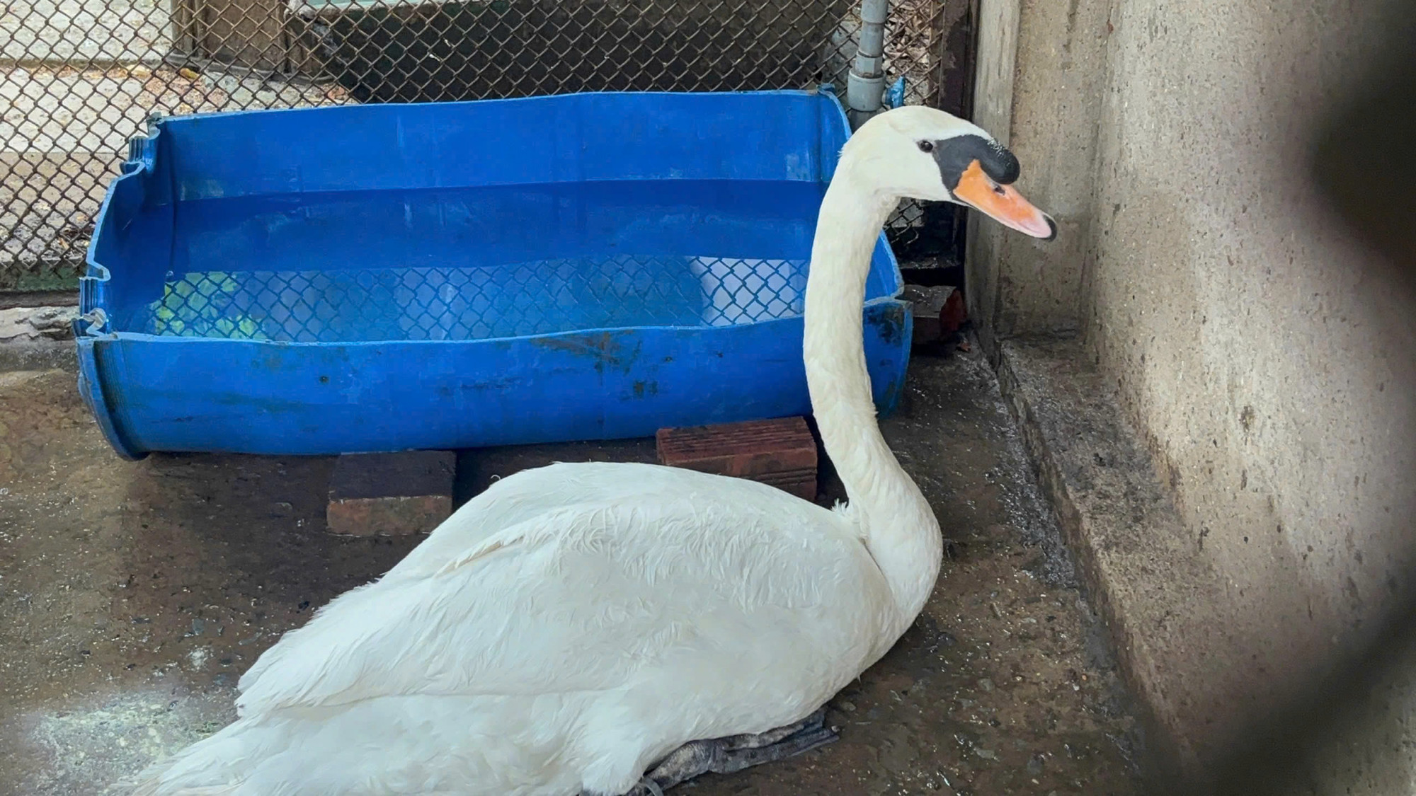 Hiện sức khỏe của con thiên nga vẫn chưa thể như ban đầu - Ảnh: Thảo Cầm Viên