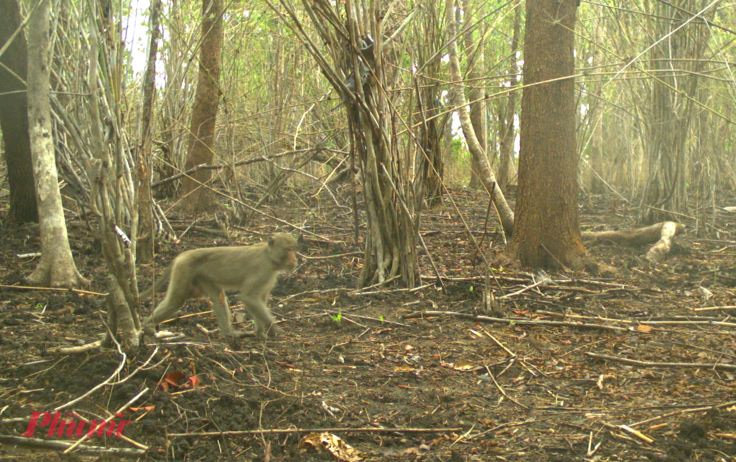 Trong số các loài động vật này, một số loài bò sát quý hiếm được đưa vào sách đỏ Việt Nam như: nai Cà Toong, bò xám, bò tót, bò rừng, trâu rừng, báo, hổ, công, gà lôi, gà lôi (hông tía), sóc bay, hồng hoàng, cá sấu nước ngọt...