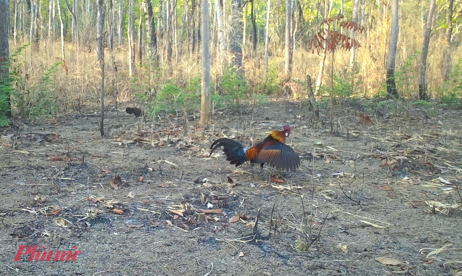 Gà rừng sinh sống giữa khu rừng khộp. 