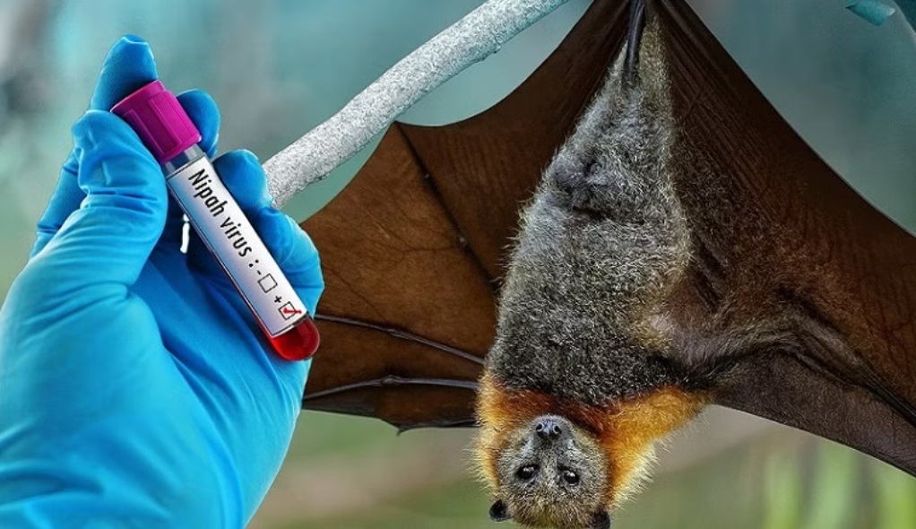 Dịch do virus Nipah xuất phát từ loài dơi, ảnh WHO
