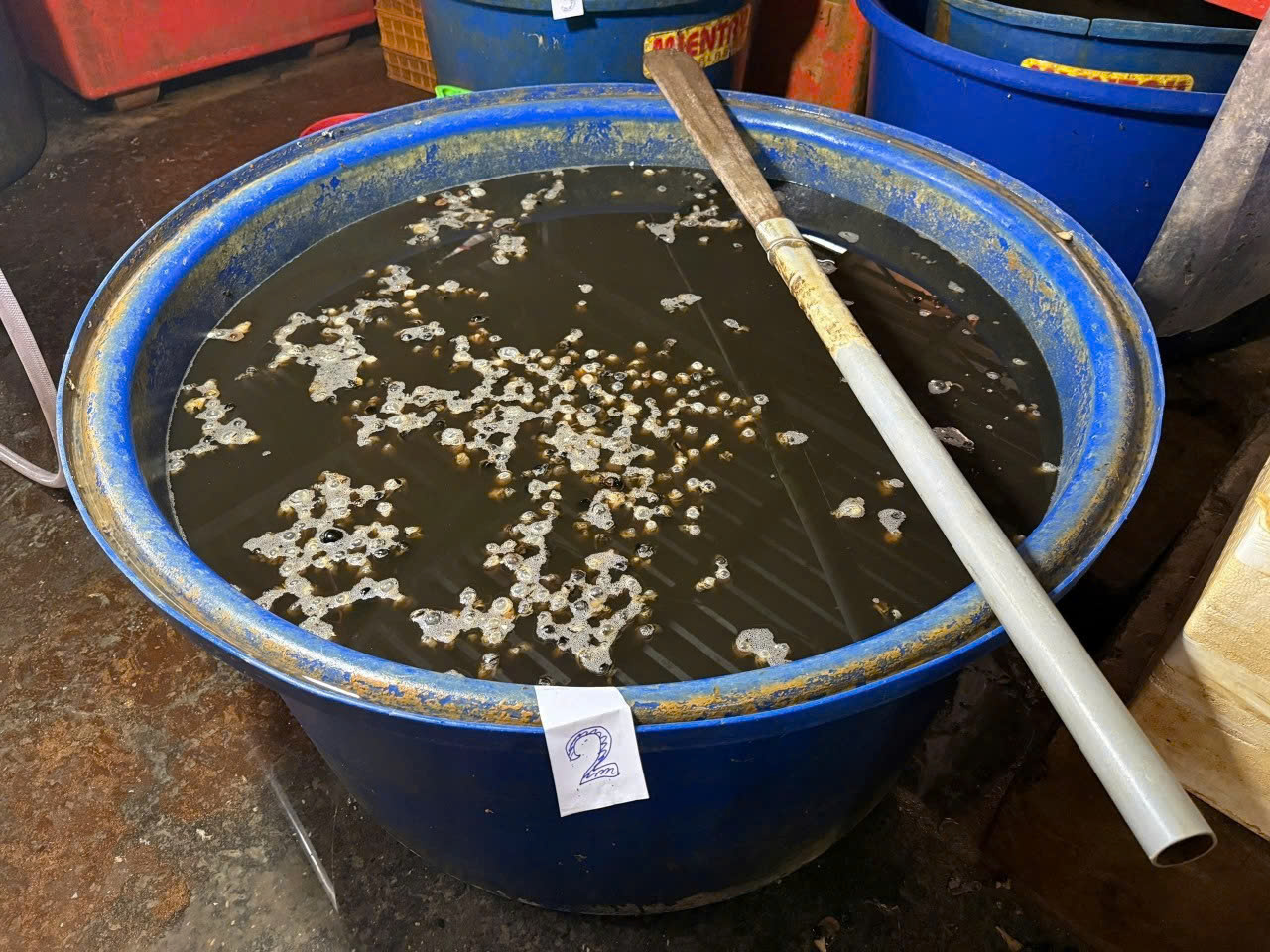 Ốc đang được ngâm trong hóa chất. Ảnh: CA