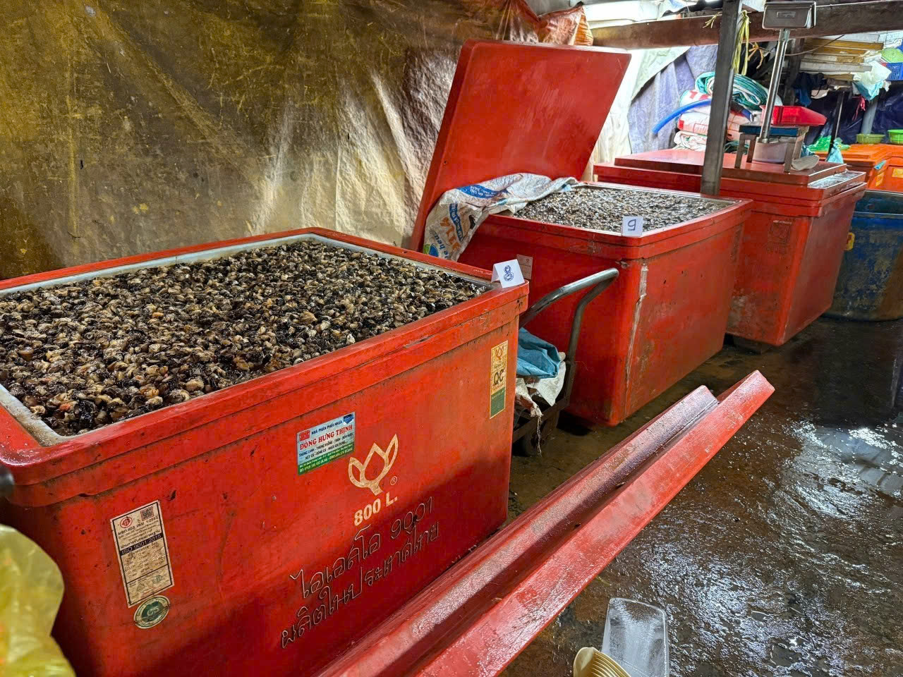 Ốc được ngâm hóa chất. Ảnh: CA