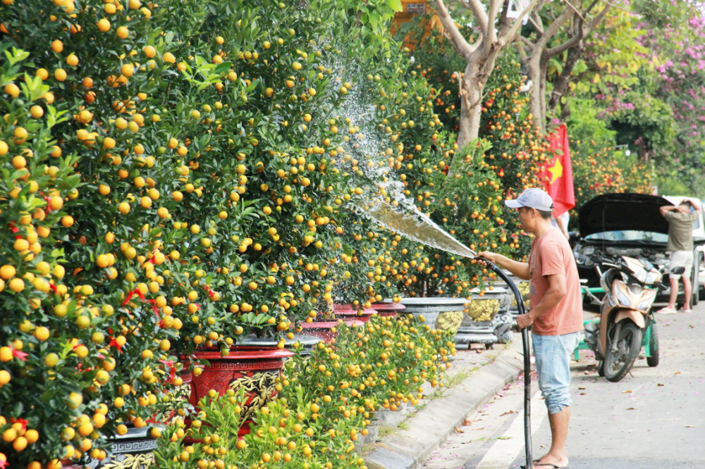 Làng nghề chạy đua sản xuất để cung ứng cho thị trường tết Nông dân ở phường Hội An Tây, TP Đà Nẵng đang chăm sóc các chậu quất kiểng để bán tết - ẢNH: LÊ ĐÌNH DŨNG