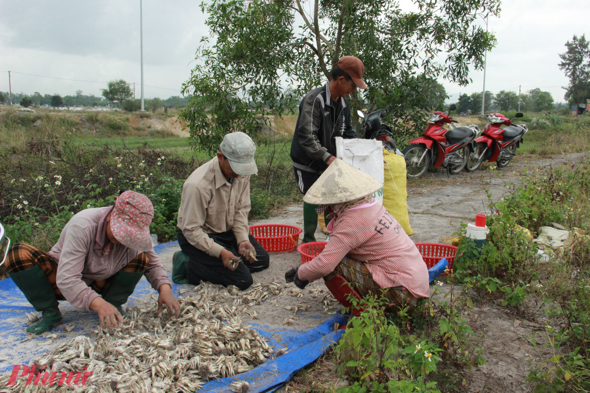 Nông dân ở thủ phủ kiệu Thăng Bình hối hả thu hoạch khi giá đang rớt nhanh.