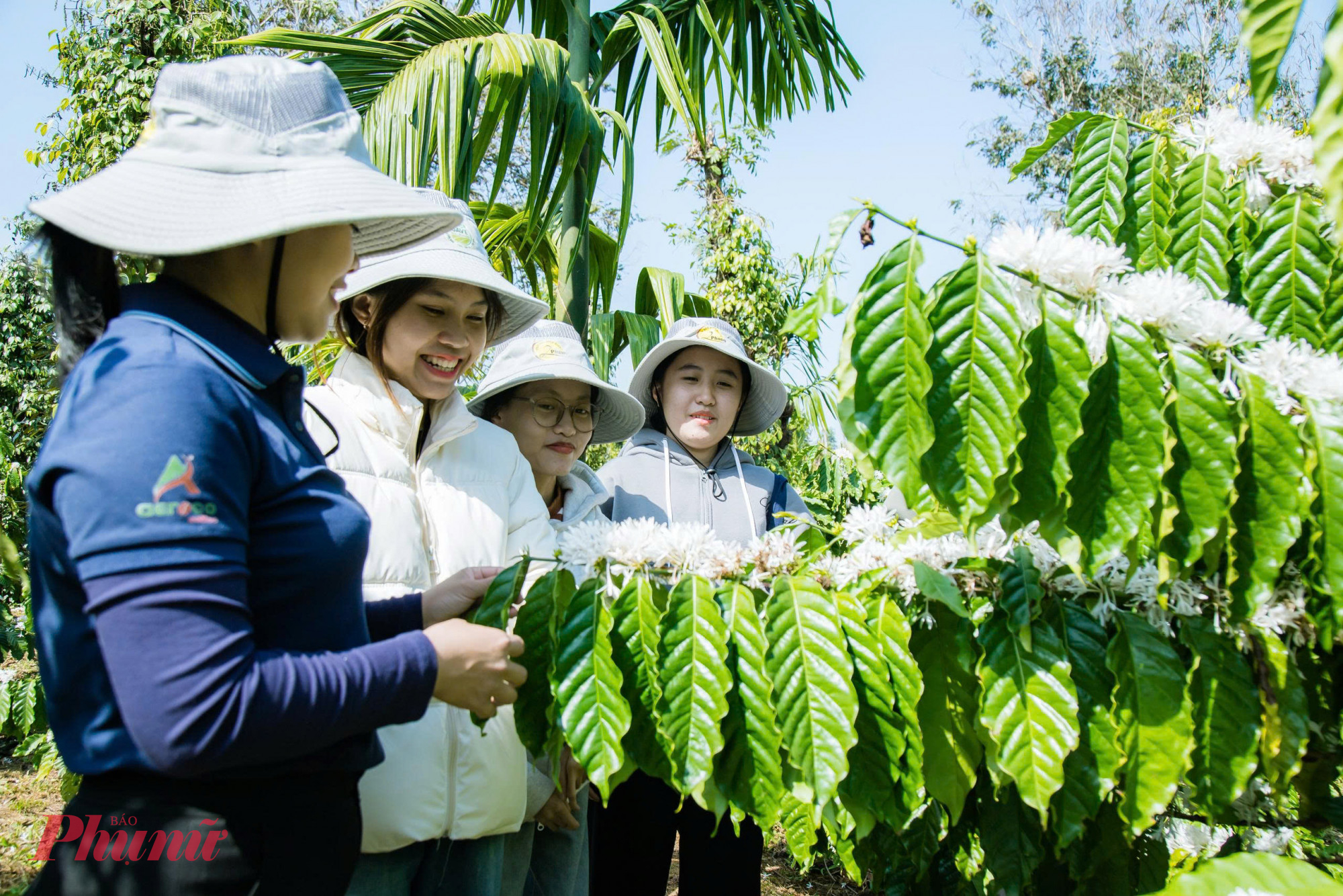  Vào mùa hoa cà phê, du khách từ khắp nơi đổ về các địa phương ở Đắk Lắk nói riêng và các tỉnh Tây Nguyên nói chung để tham quan, chụp ảnh, trải nghiệm