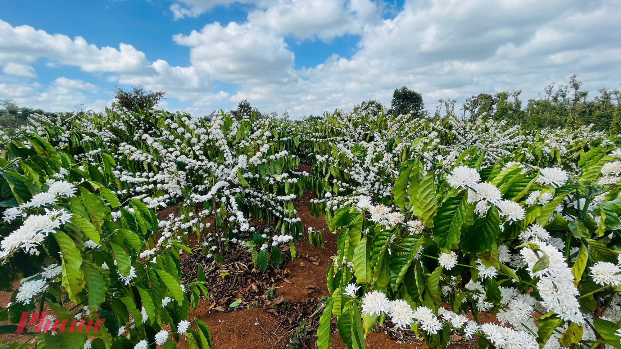 Giữa không gian trắng muốt, tiếng ong vo ve vang lên, góp thêm sức sống cho bức tranh thiên nhiên rực rỡ của Tây Nguyên những ngày vào xuân.