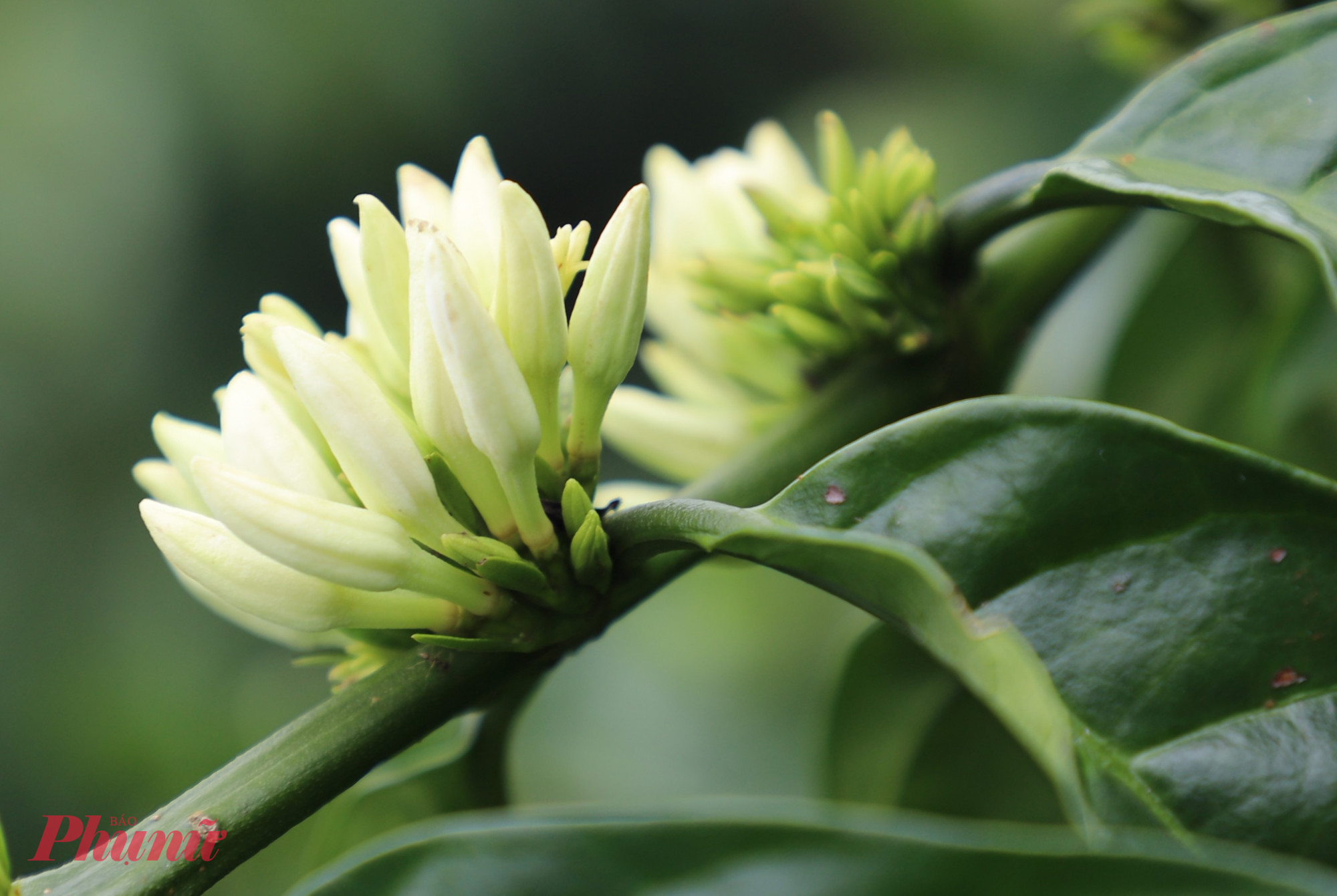 Hoa cà phê bắt đầu quyến rũ ngay từ khi còn ngậm nụ, e ấp sắc xanh nhạt. 