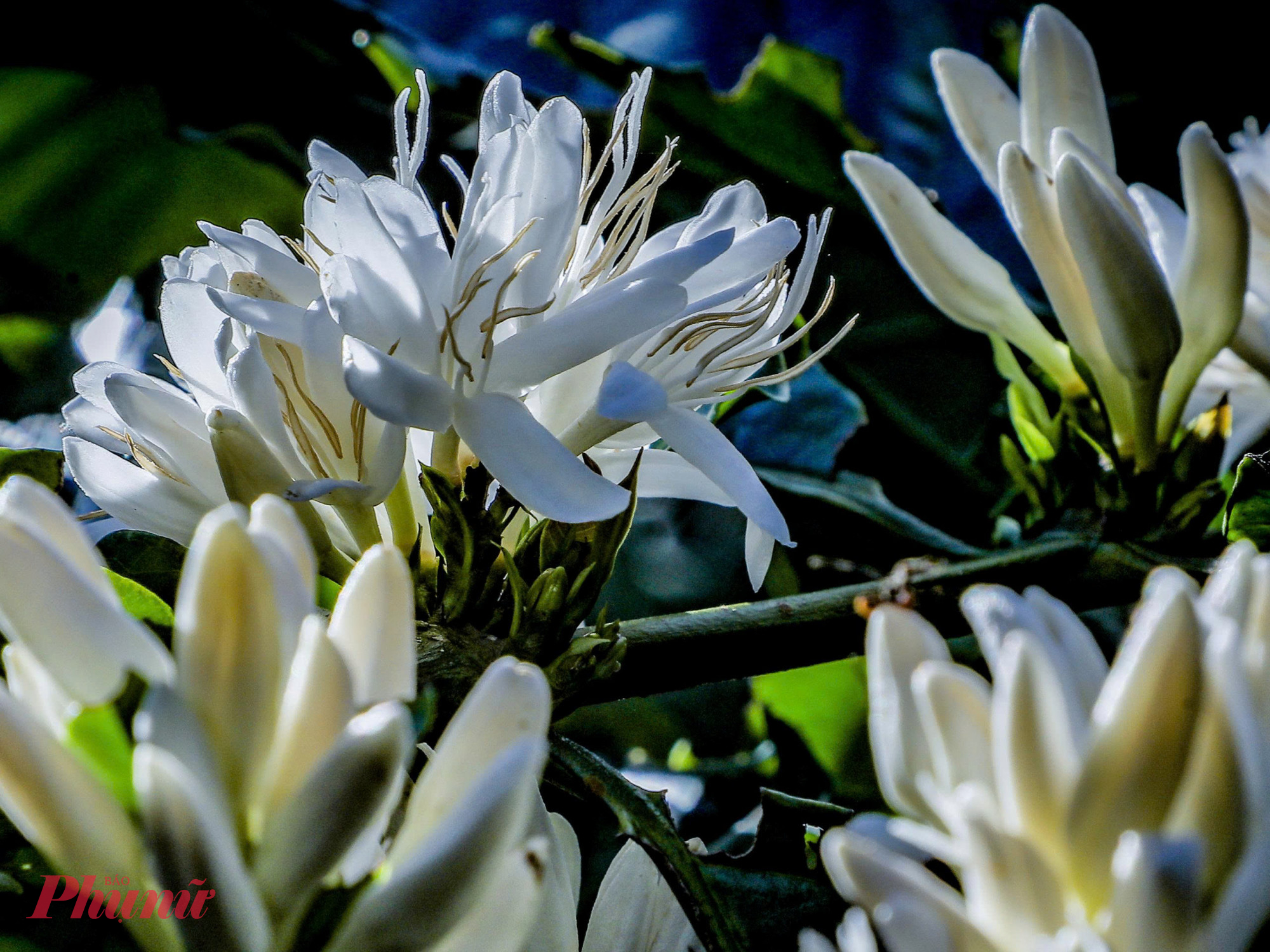 Đến ngày bung nở, từng chùm hoa đồng loạt chuyển mình sang màu trắng tinh khiết, lấp lánh dưới nắng sớm như những viên bạch ngọc.