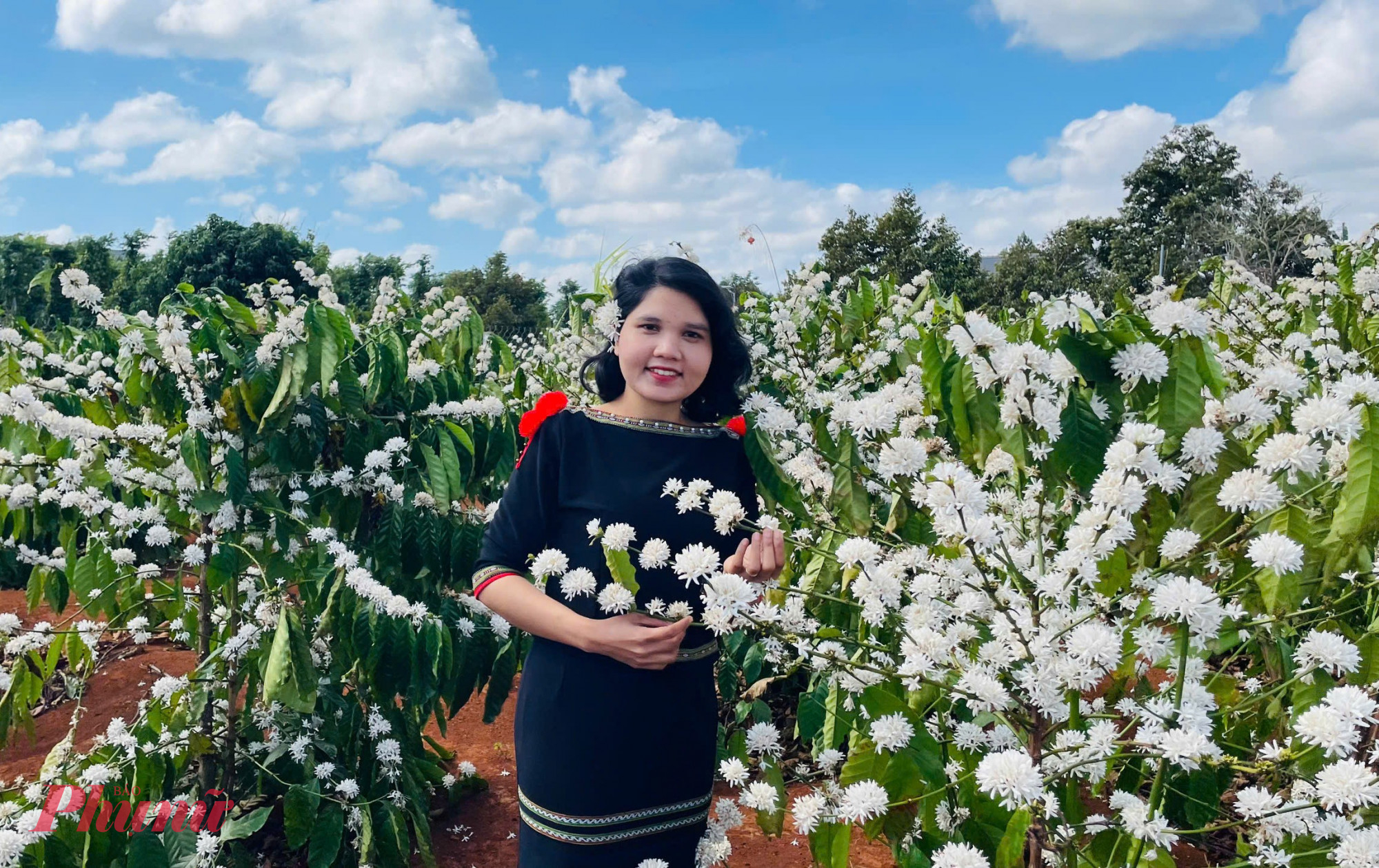  Những rẫy hoa cà phê mở ra một khung cảnh yên bình, mang vẻ đẹp rất riêng của cao nguyên.