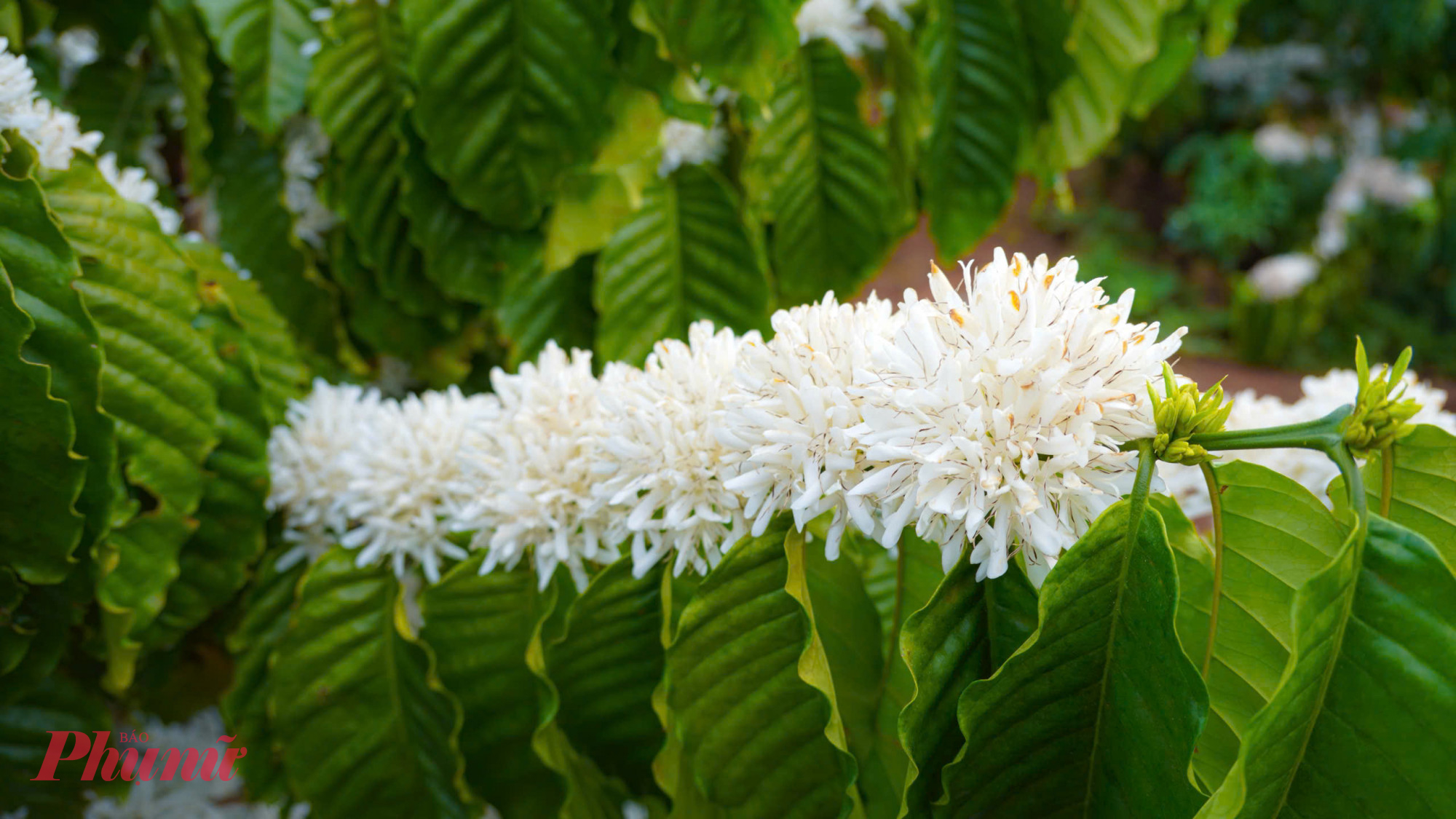 Mùa hoa cà phê kéo dài từ tháng 1 đến đầu tháng 4 hàng năm, với hai đến ba đợt bung nở, mỗi đợt kéo dài 7-10 ngày, sau đó sẽ tàn rồi kết quả.