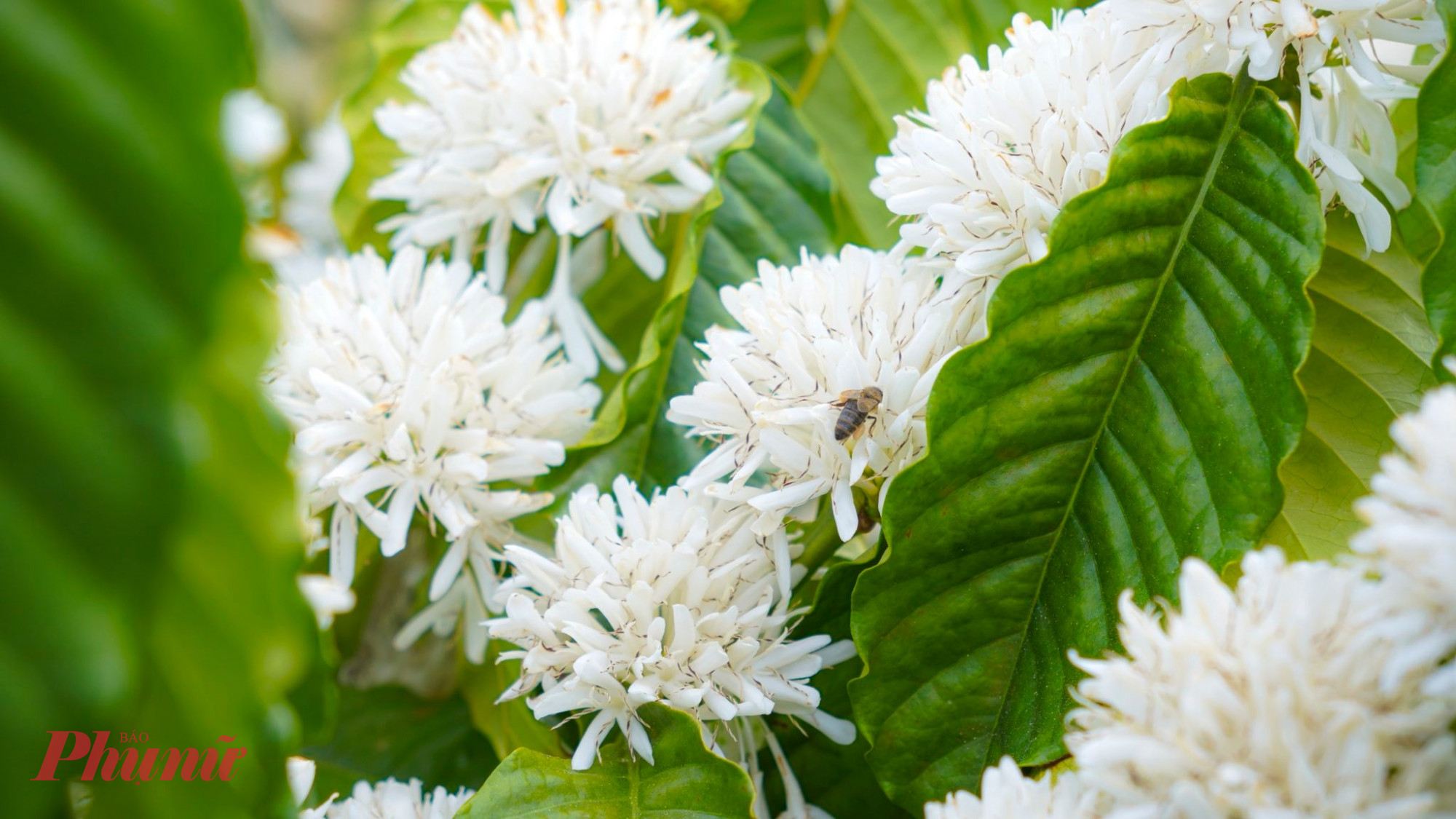 Những ngày cuối tháng 1, khi nắng xuân vừa chạm ngõ, nhiều vườn cà phê trên địa bàn tỉnh Đắk Lắk đồng loạt nở hoa, phủ lên cao nguyên một gam trắng tinh khôi độc đáo.
