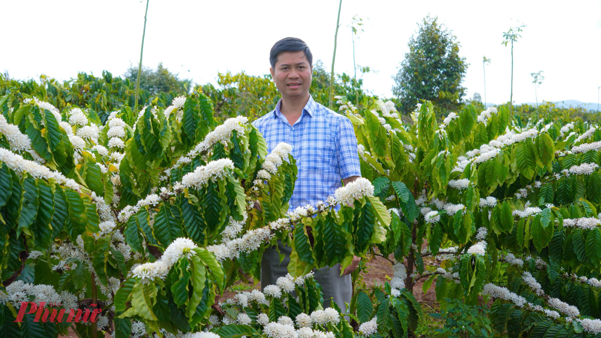 Hoa cà phê mang lại niềm vui, hy vọng cho mùa vụ mới của nông dân Tây Nguyên.